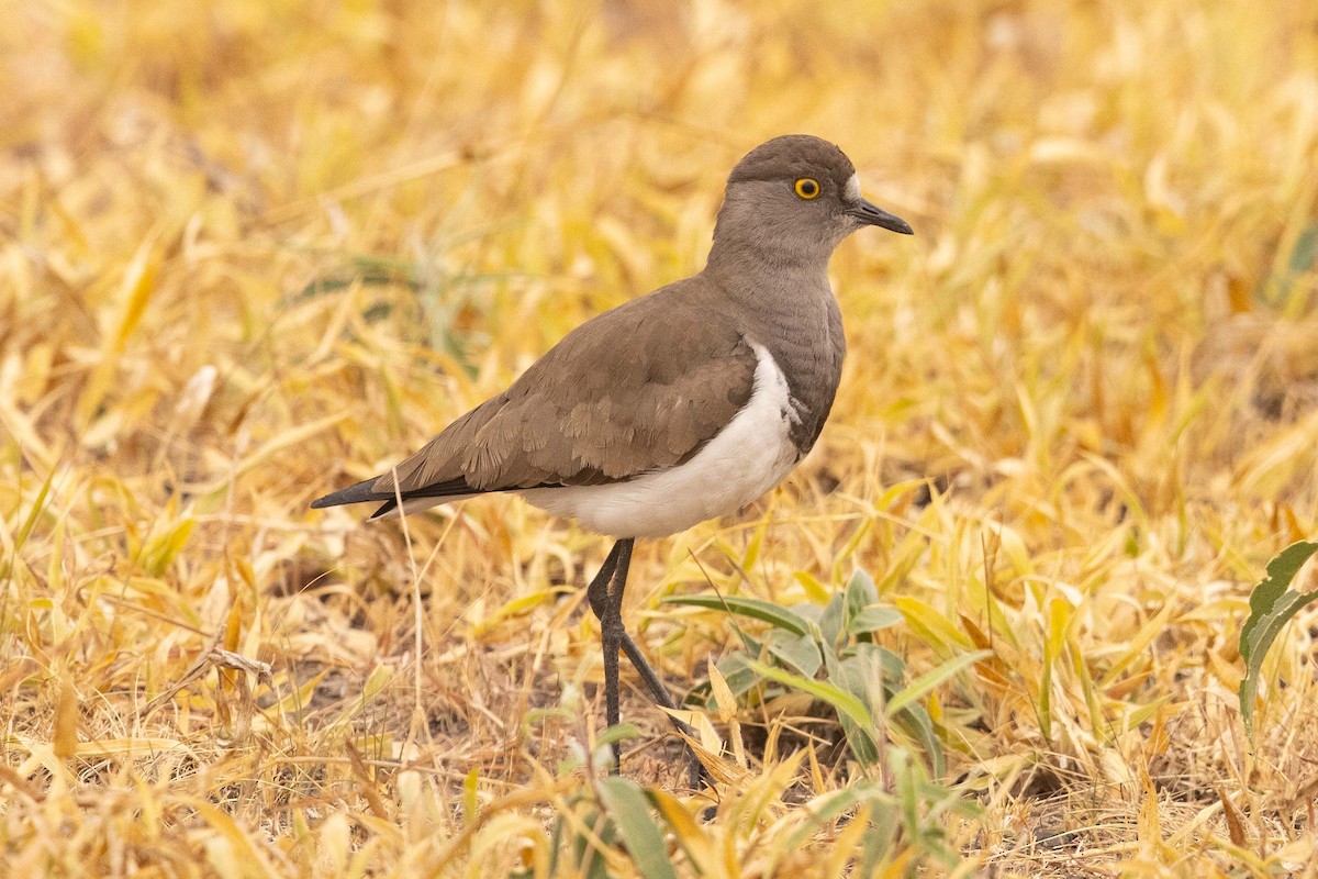 Senegal Lapwing - ML393757071