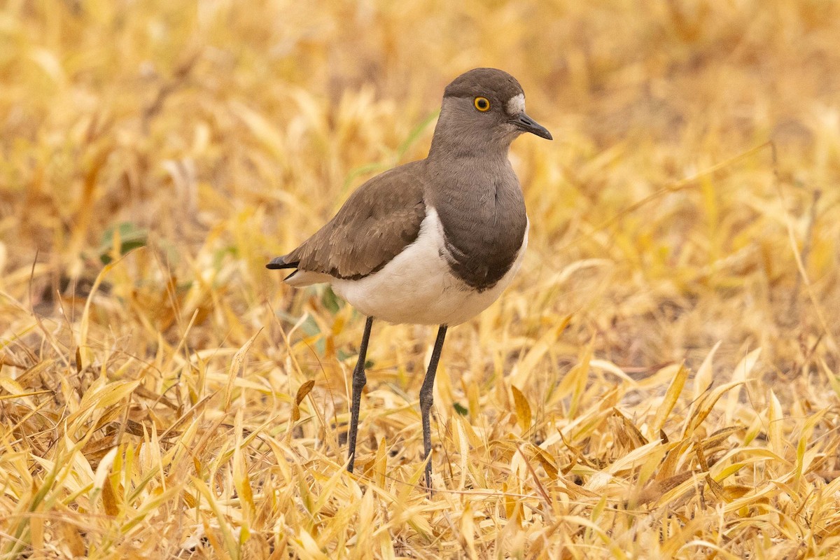 Senegal Lapwing - ML393757171