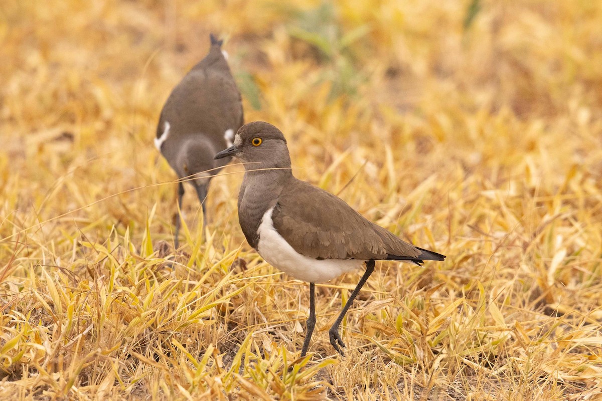 Senegal Lapwing - ML393757251