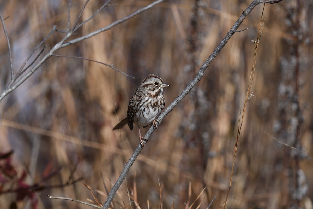 Song Sparrow - ML393758351