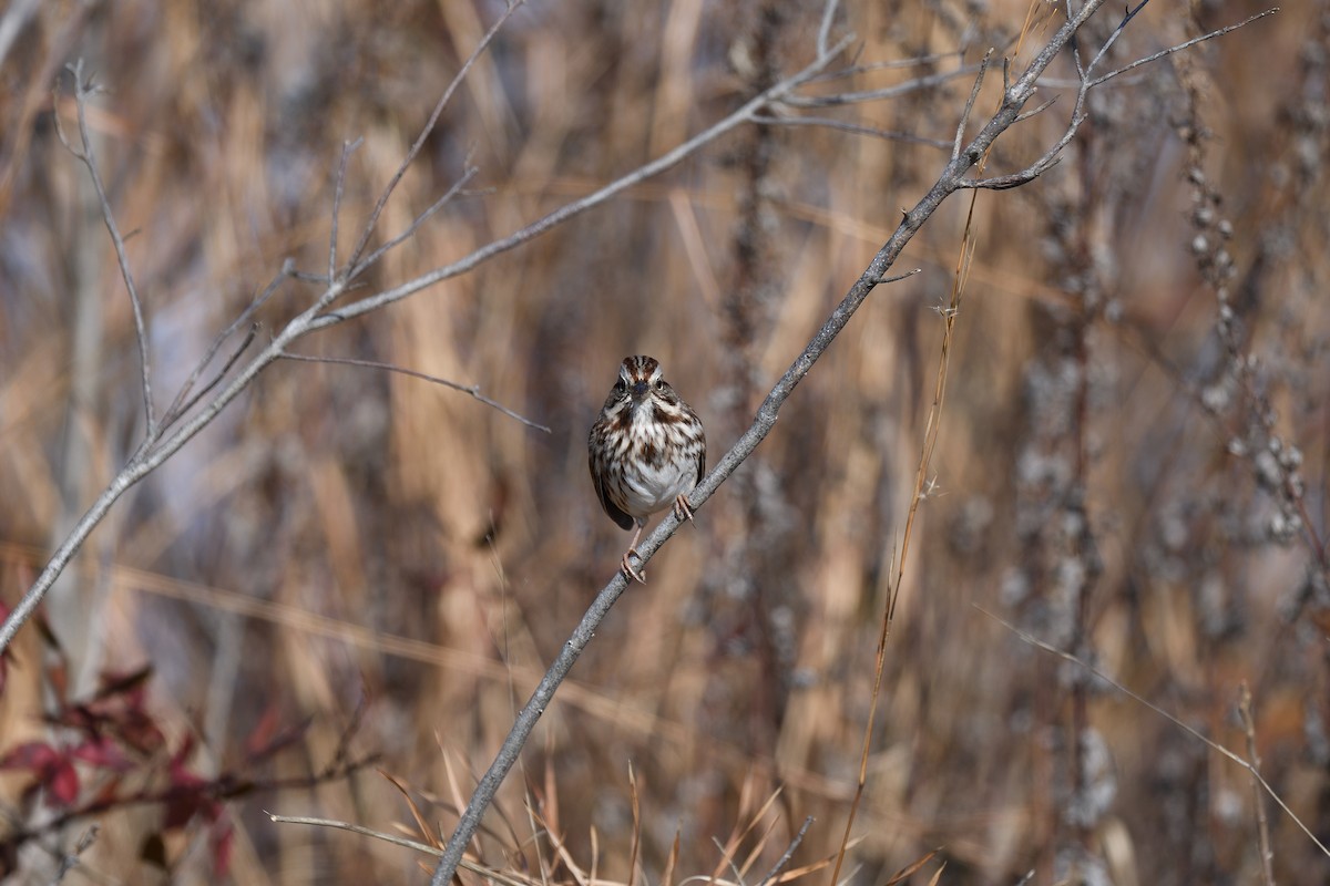 Song Sparrow - ML393758361