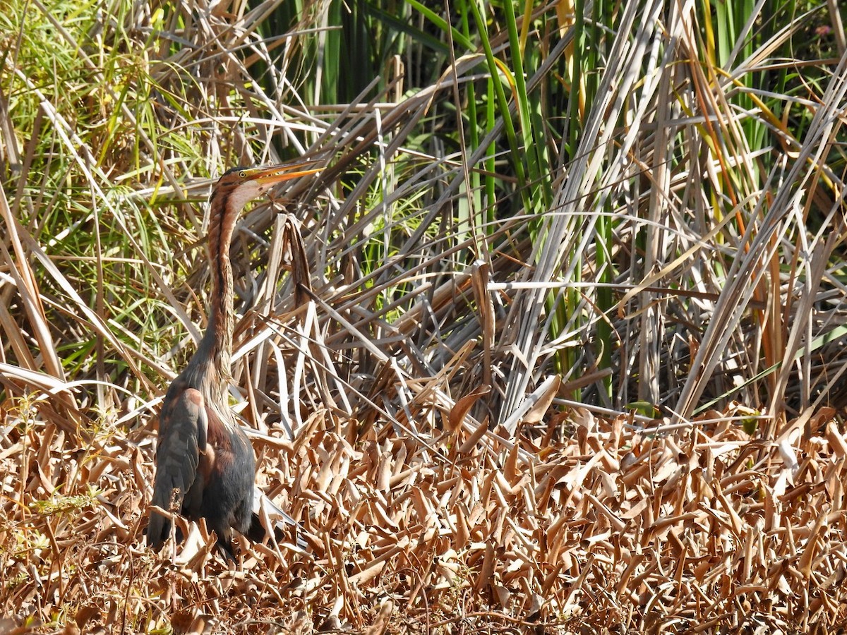 Purple Heron - ML393759741