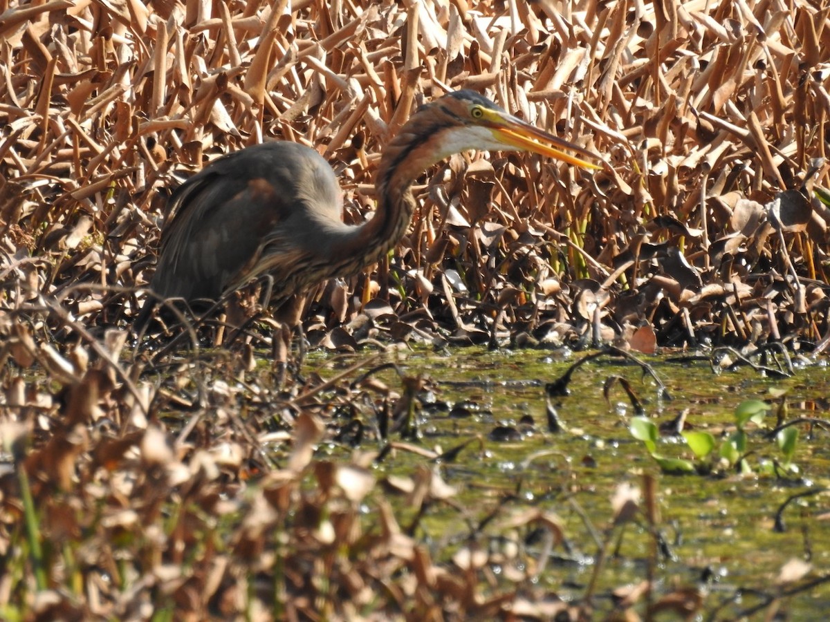 Purple Heron - ML393760081