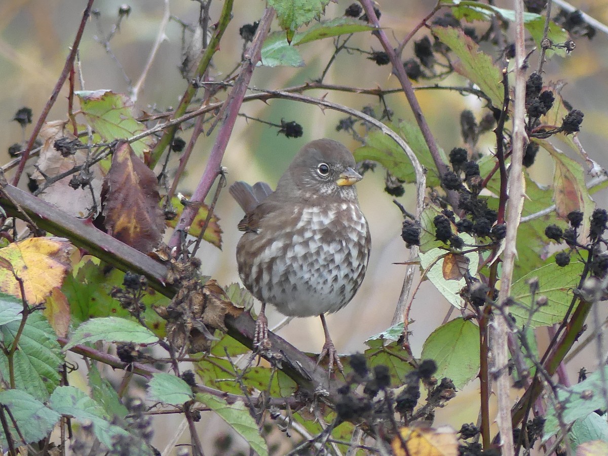 Fox Sparrow - ML393760761