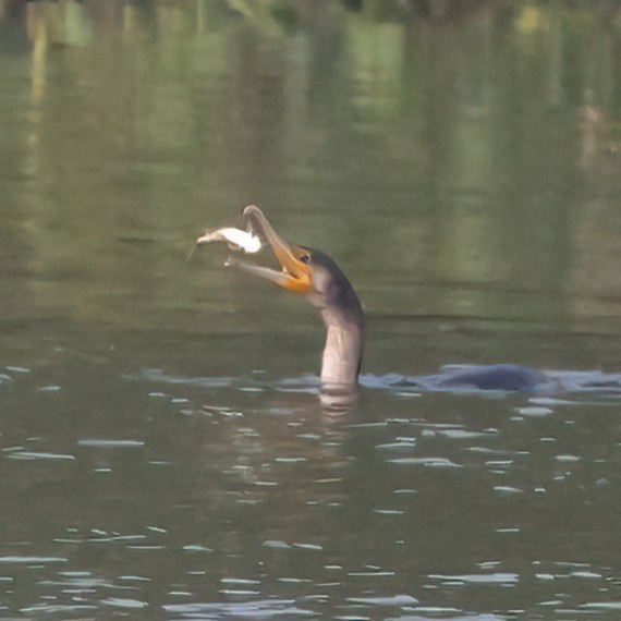 Great Cormorant - Surendra Kumar R