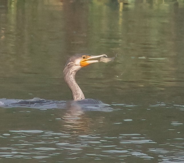 Great Cormorant - ML393762681