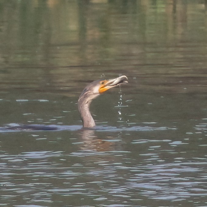 Great Cormorant - ML393762691