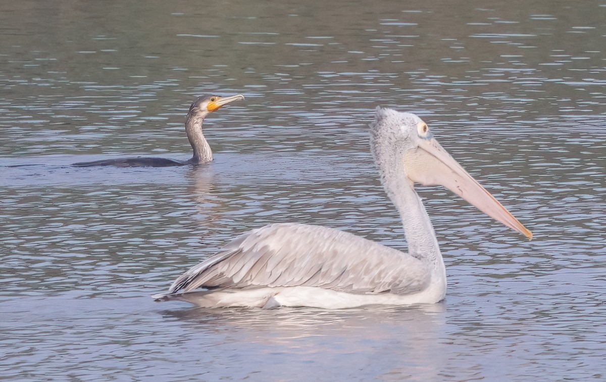 Great Cormorant - ML393762731