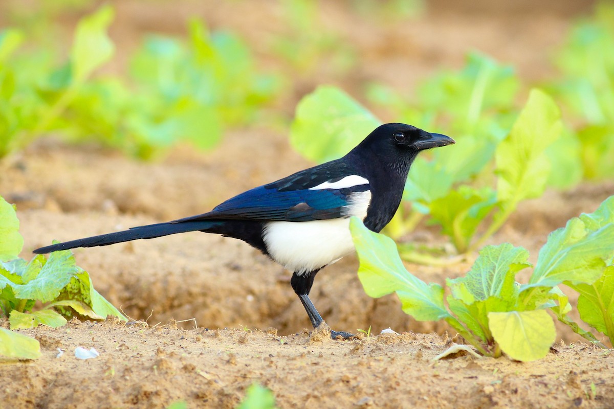 Oriental Magpie - ML393762781