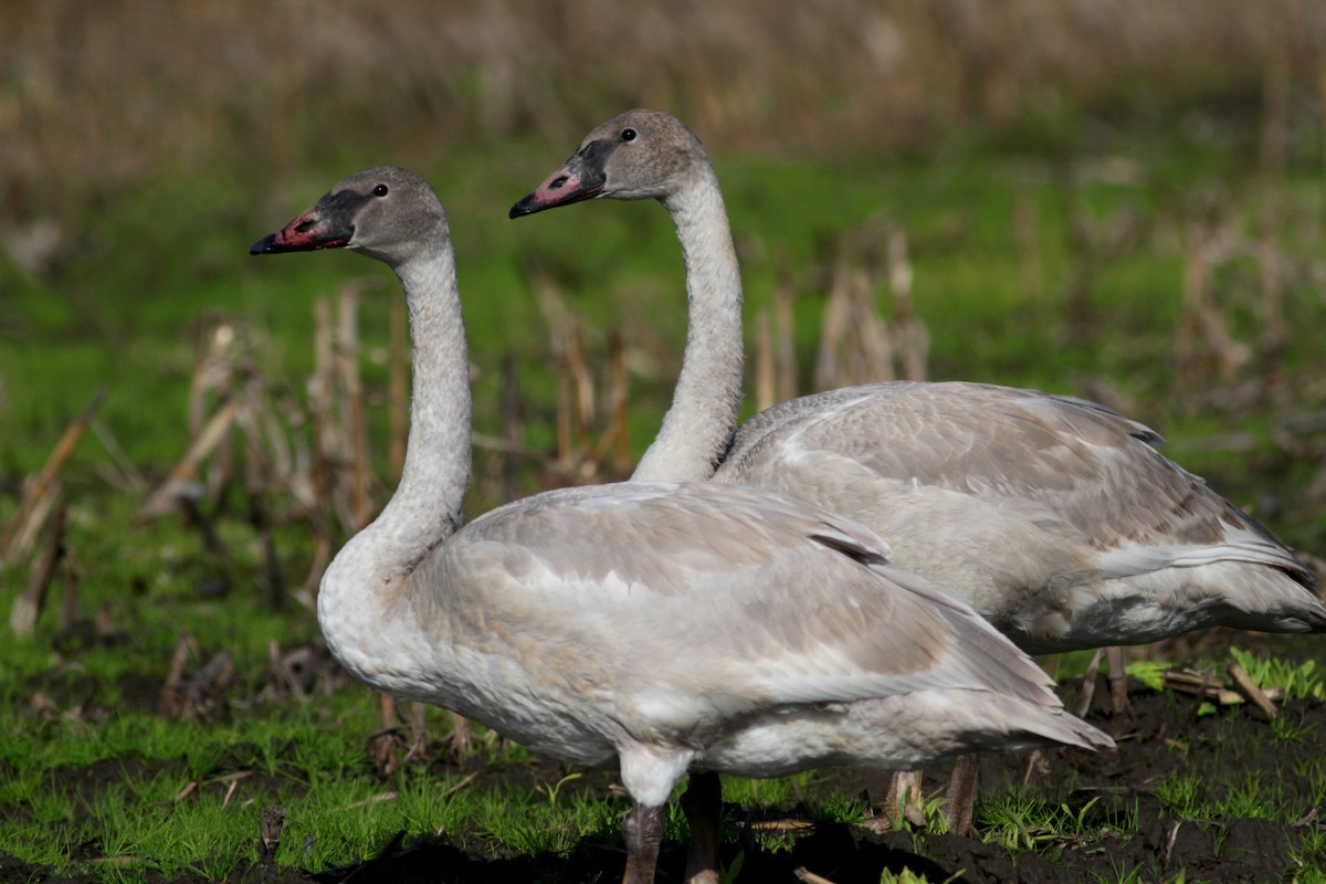 Trumpeter Swan - Jay McGowan
