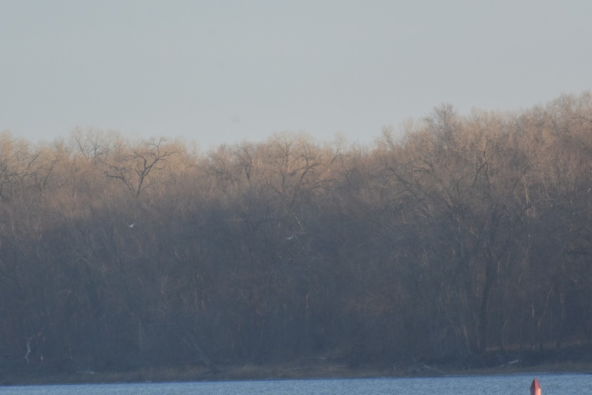 Ross's Gull - ML393767521