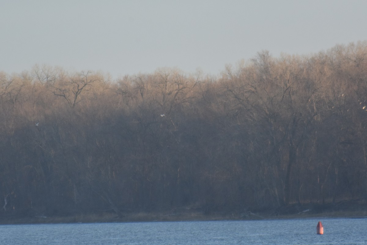 Mouette rosée - ML393767541