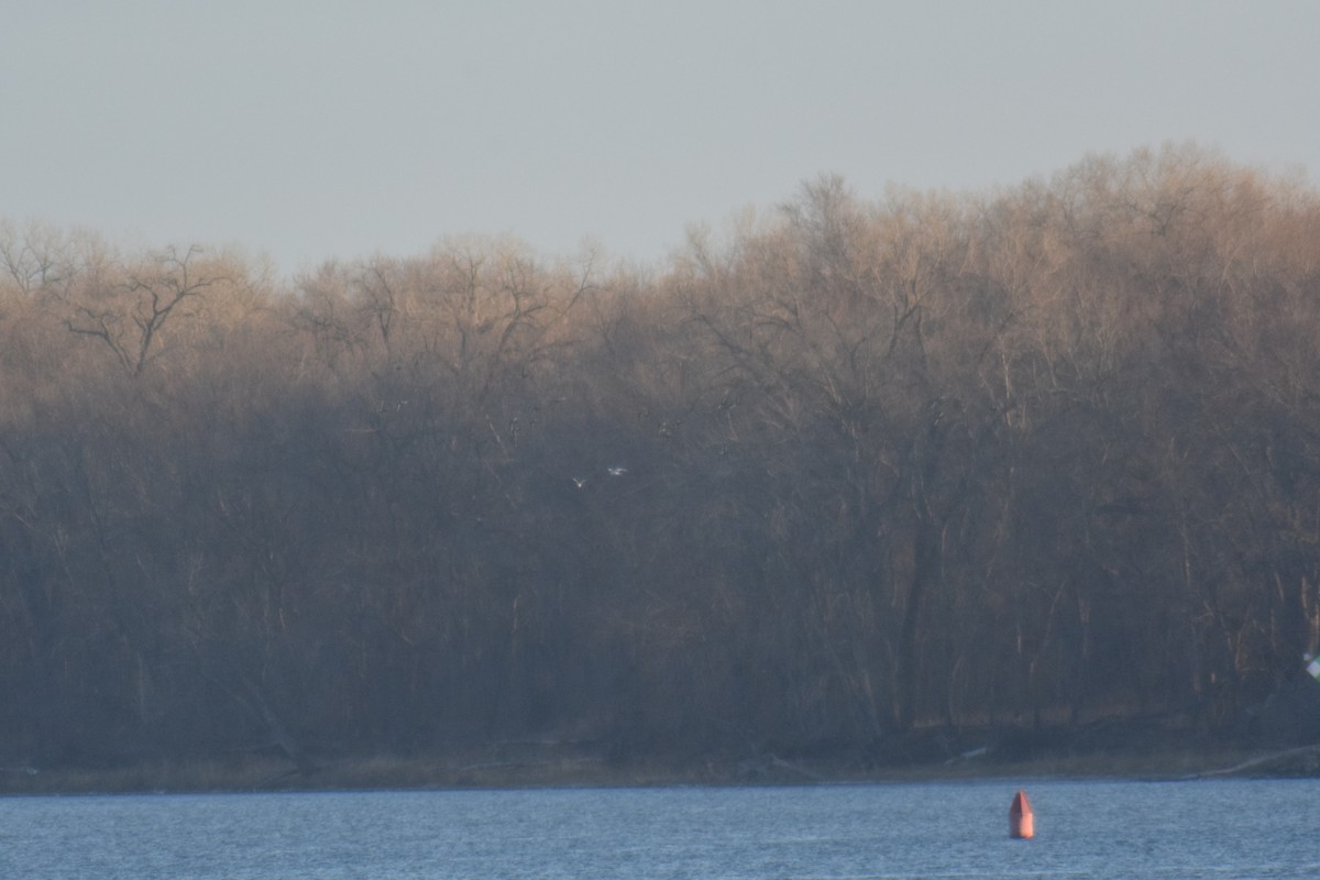 Ross's Gull - ML393767561