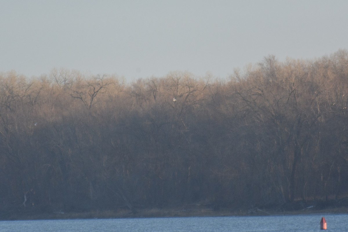 Ross's Gull - ML393767571