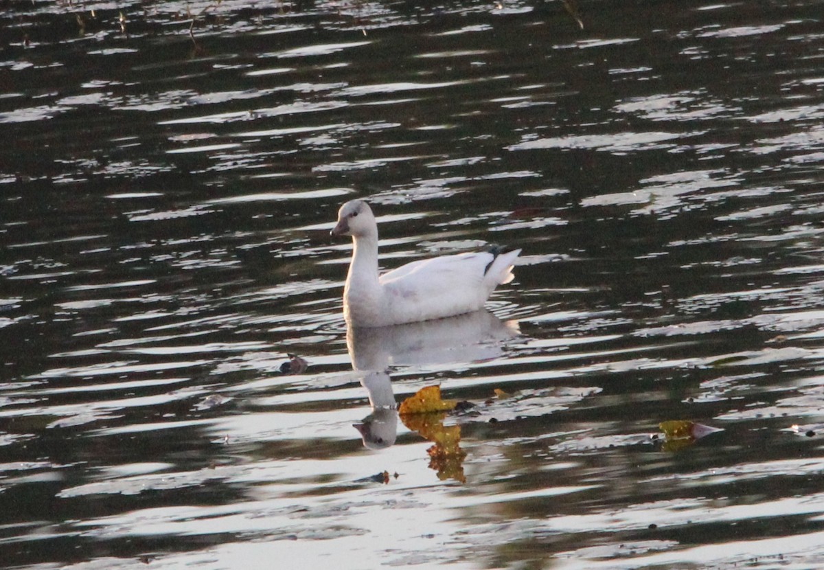 Ross's Goose - ML393767921