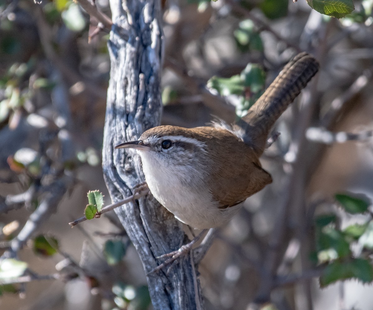 Bewick's Wren - ML393768001