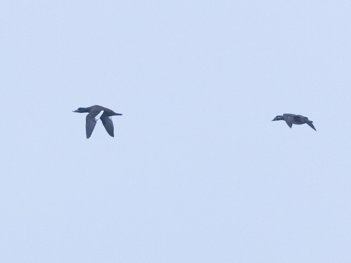 White-winged Scoter - Gary Nunn