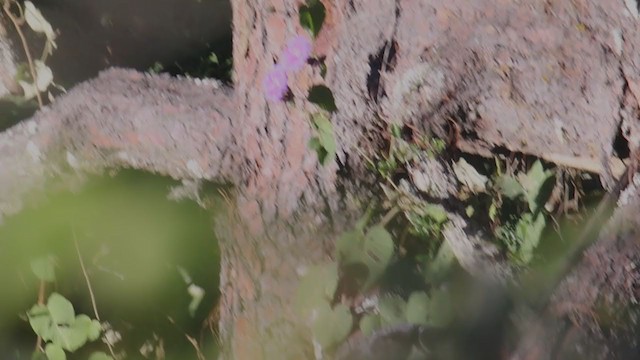 Ошейниковый лесной сокол - ML393768211