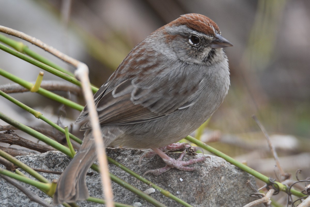 Rufous-crowned Sparrow - ML393770431