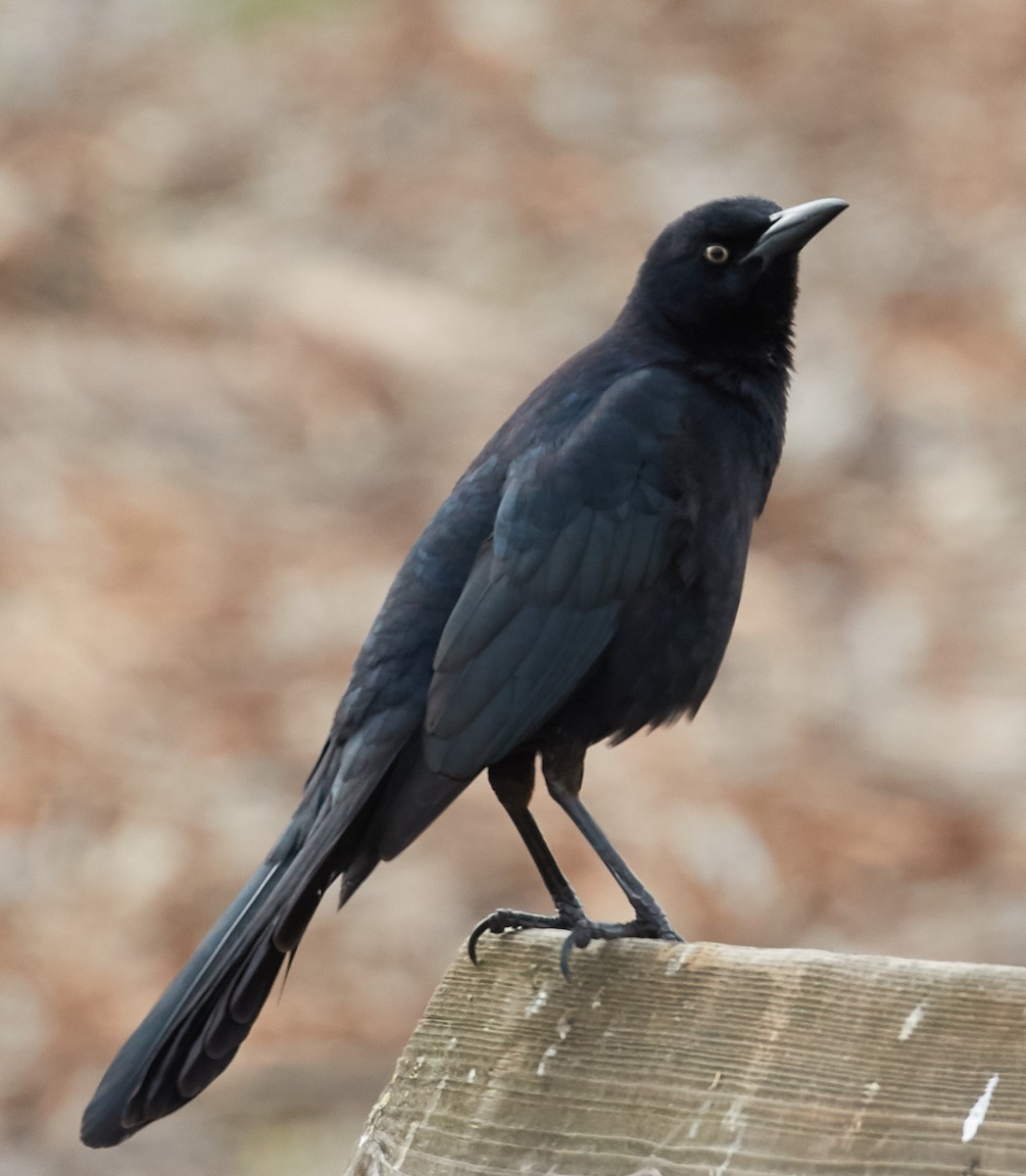 Great-tailed Grackle - ML39377131