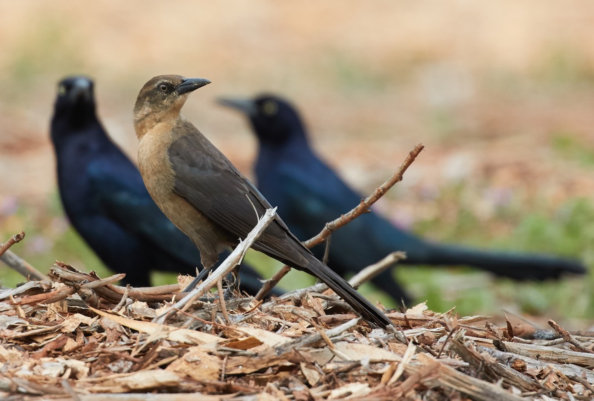 Great-tailed Grackle - ML39377141