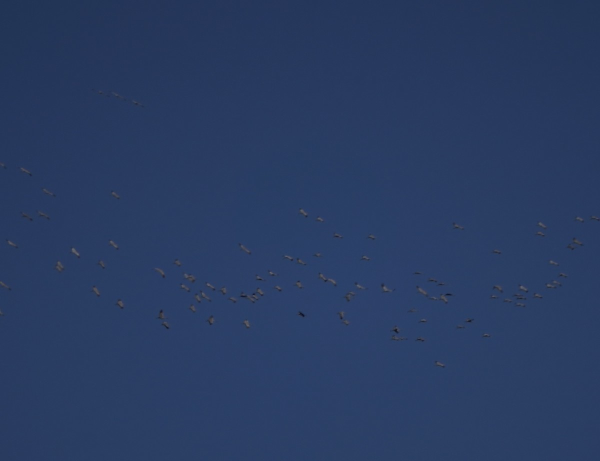 Sandhill Crane - ML393771421