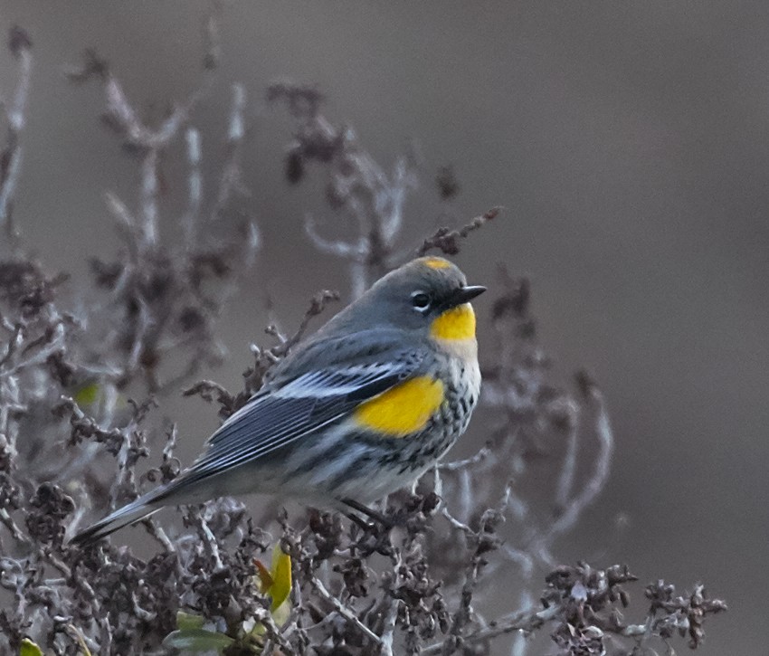 Yellow-rumped Warbler (Audubon's) - ML39377241