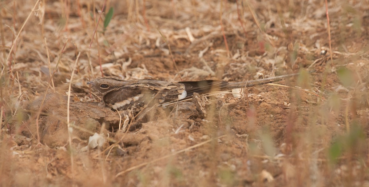 Long-tailed Nightjar - ML39377431