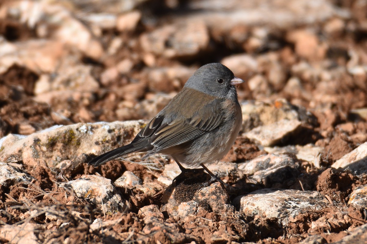 Dark-eyed Junco - Liz Ramsey