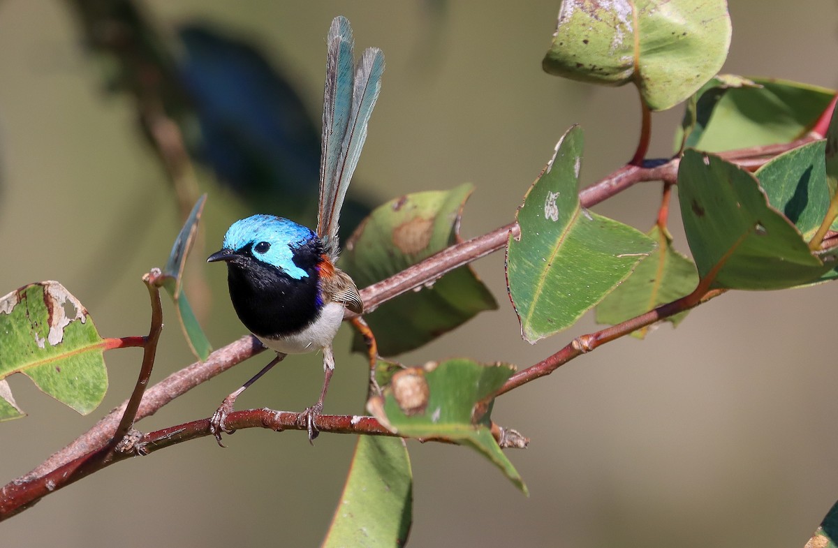 Variegated Fairywren - ML393774981