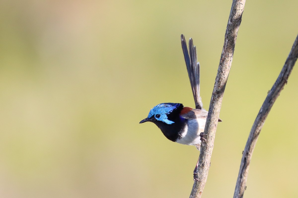 Variegated Fairywren - ML393775061