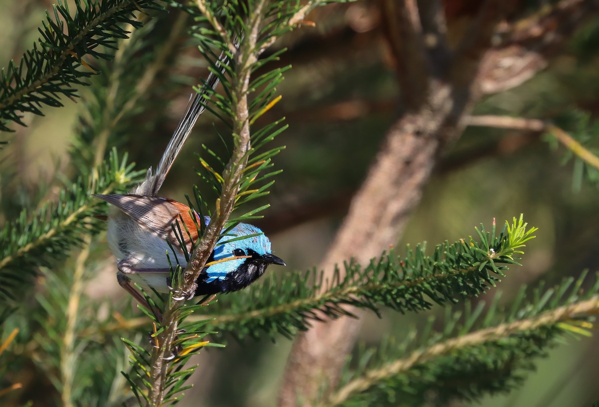 Variegated Fairywren - Marama Hopkins