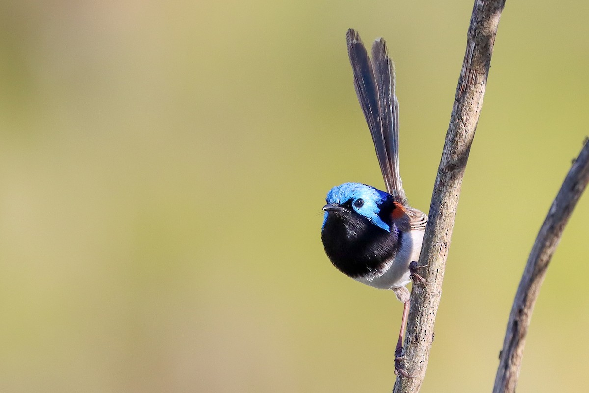 Variegated Fairywren - ML393775091