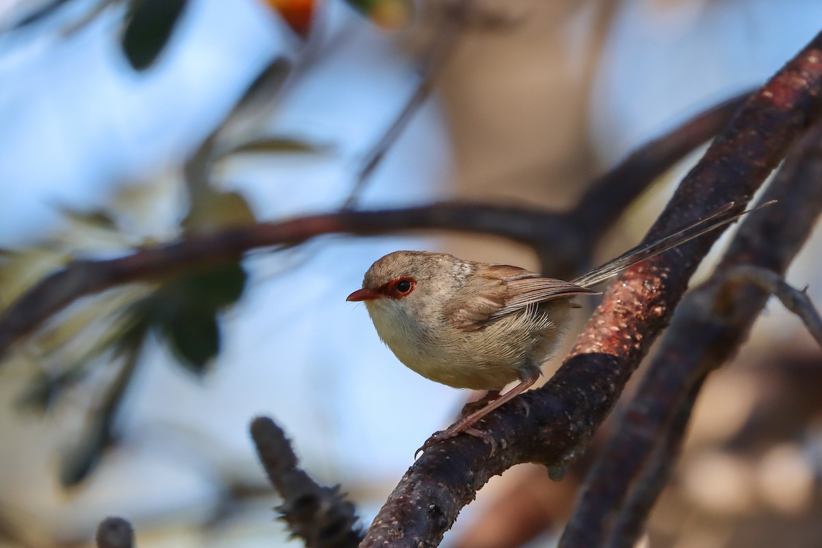 Variegated Fairywren - ML393775121