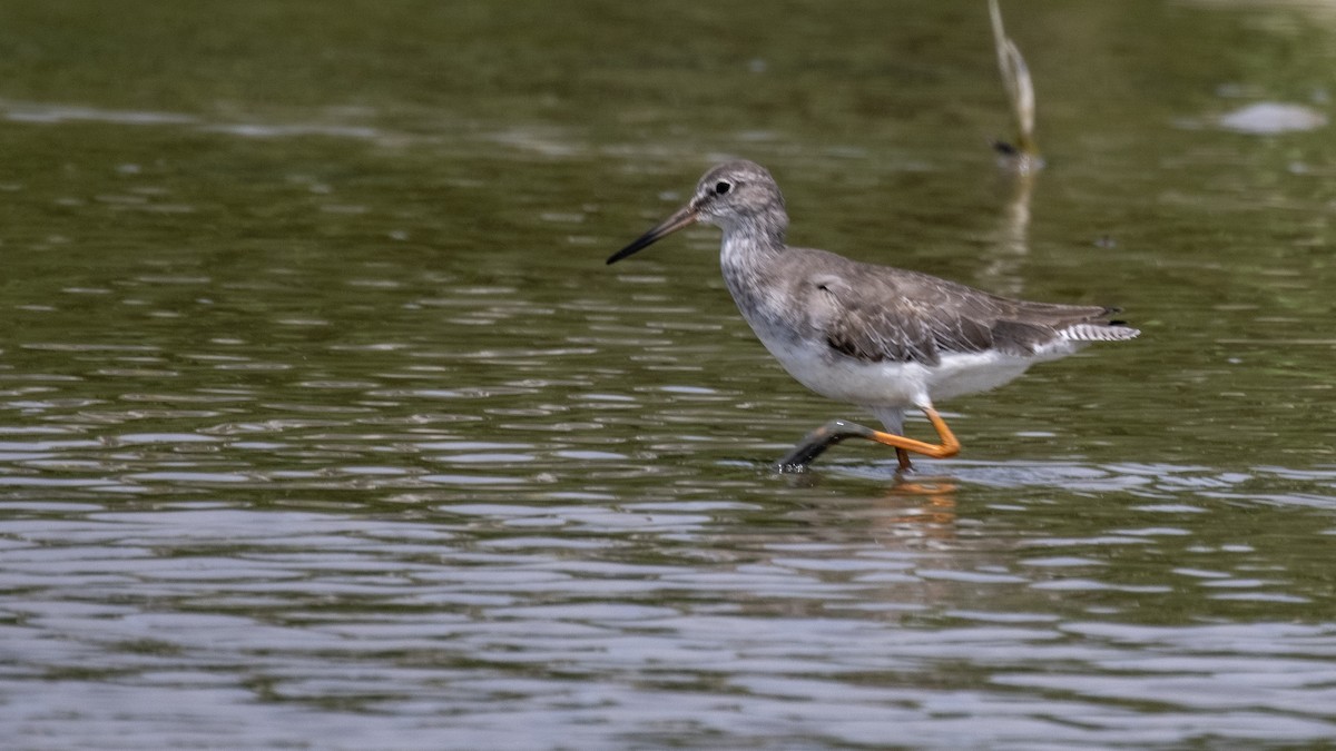 Common Redshank - Charmain Ang