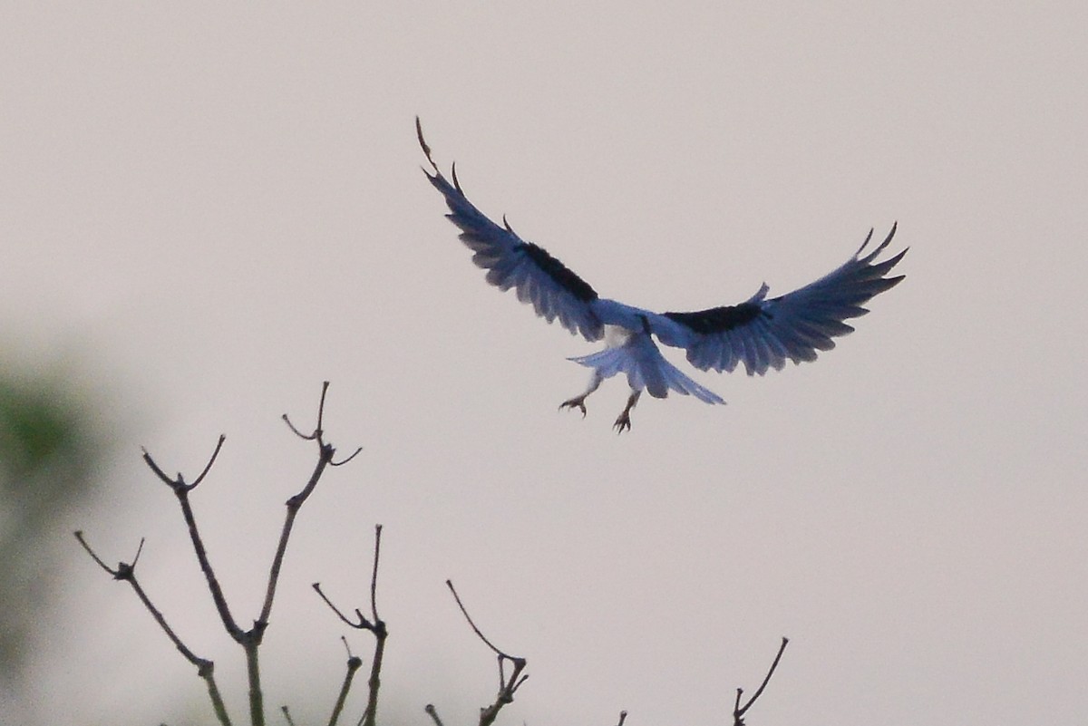 Black-shouldered Kite - Harn Sheng Khor