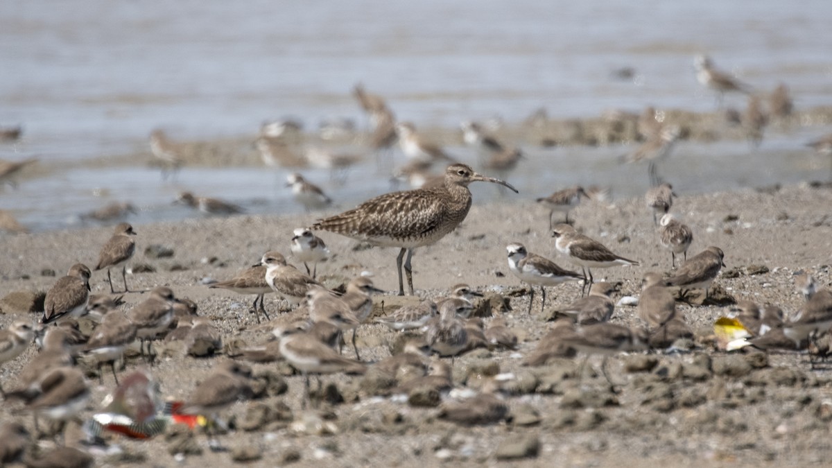 Whimbrel - ML393777961