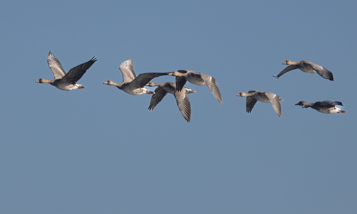 Greater White-fronted Goose - ML393778681