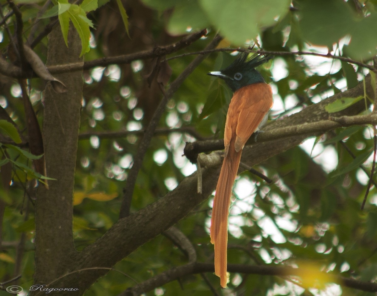 Indian Paradise-Flycatcher - Ragoo  Rao