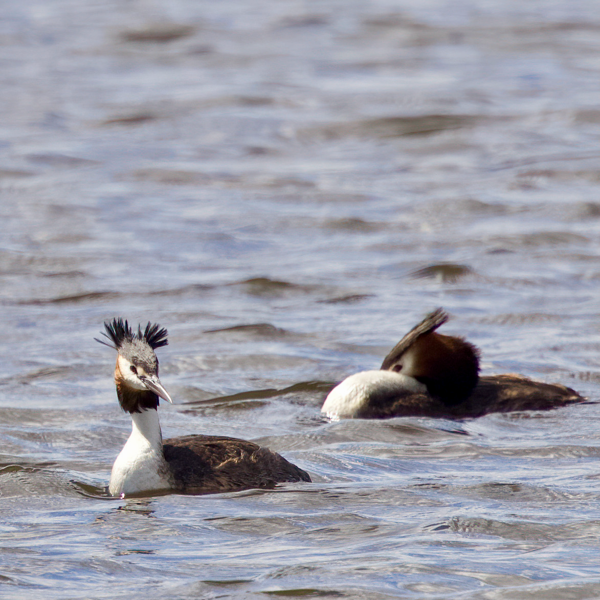 Great Crested Grebe - Victor Braguine