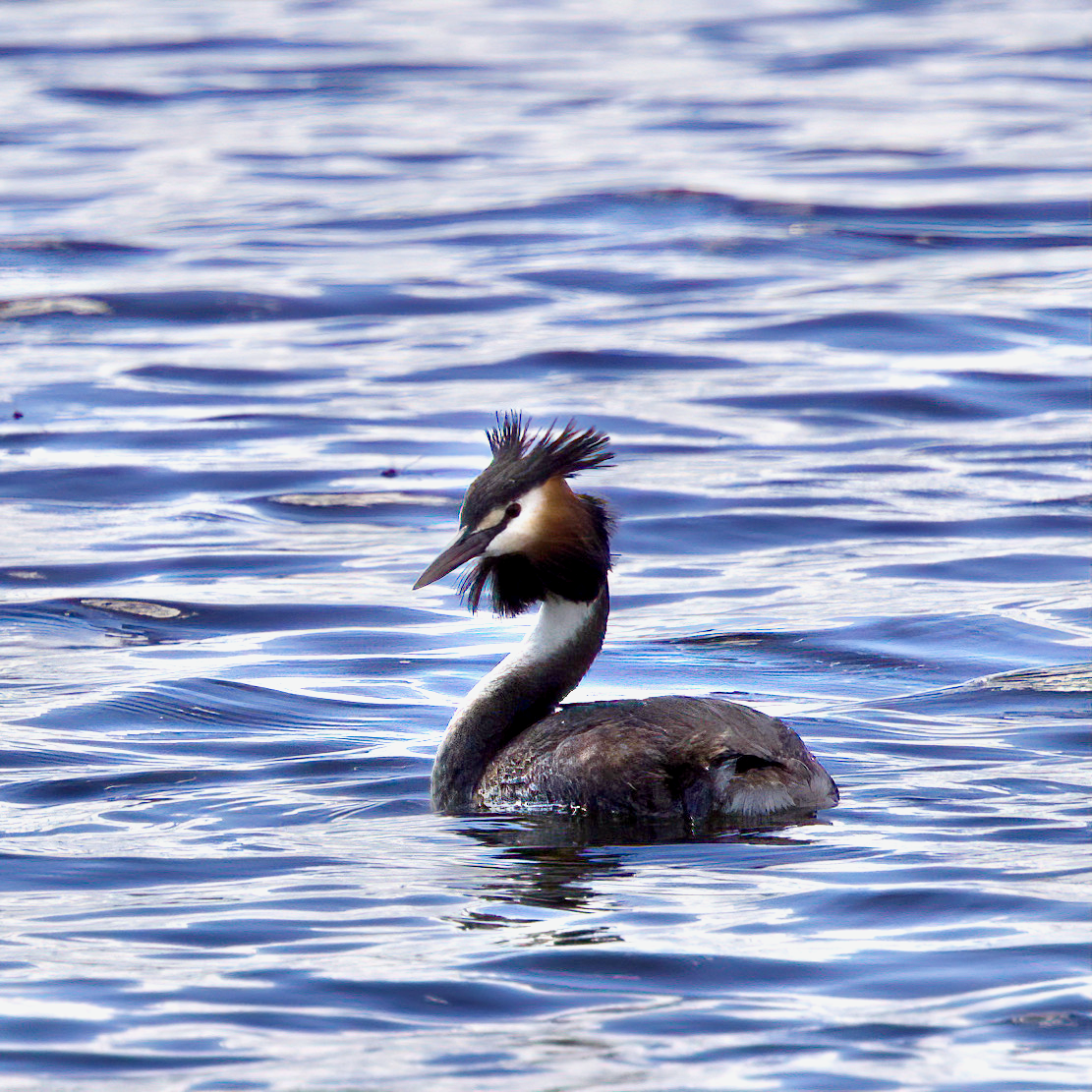 Great Crested Grebe - ML393779821