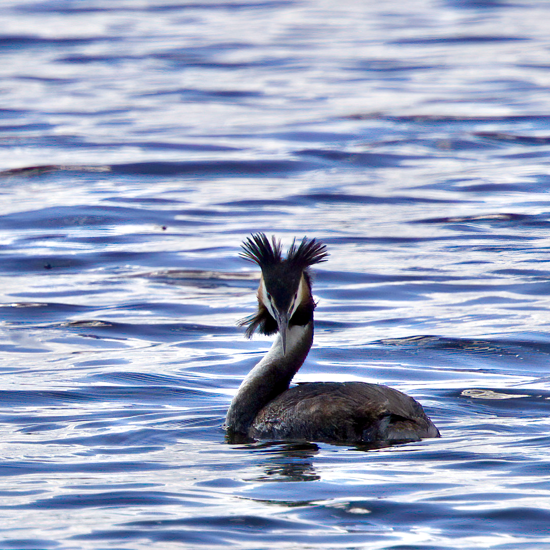 Great Crested Grebe - Victor Braguine