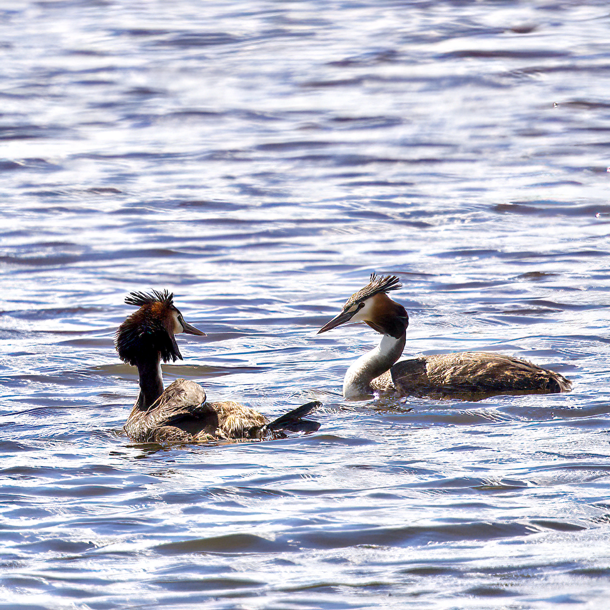 Great Crested Grebe - ML393779841