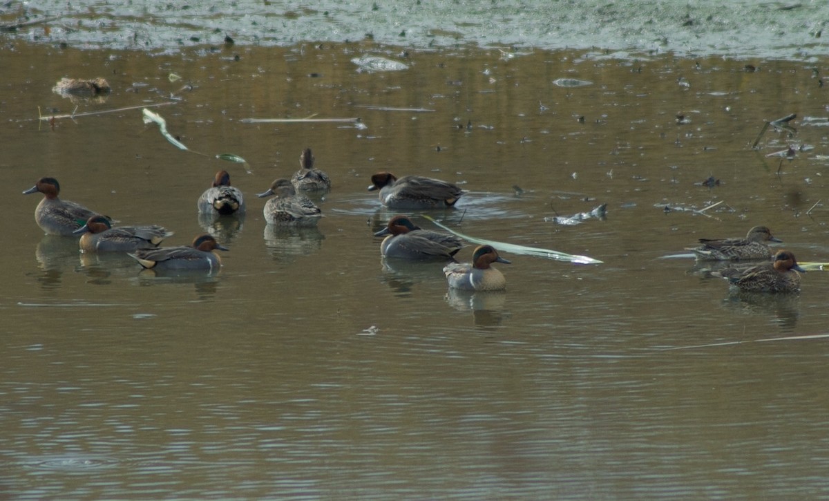 Green-winged Teal - ML393779881