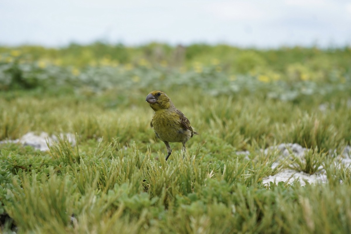 Laysan Finch - Paige Mino