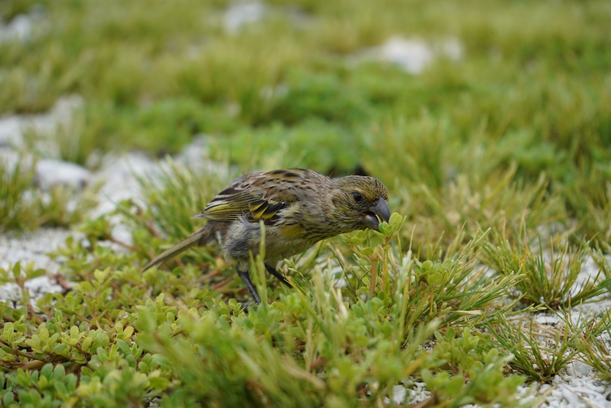 Laysan Finch - ML393780501