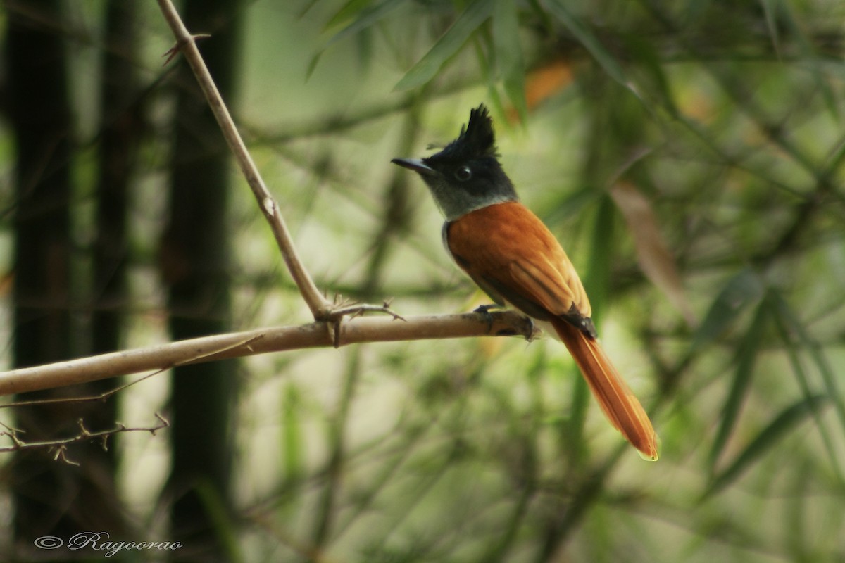 Indian Paradise-Flycatcher - Ragoo  Rao