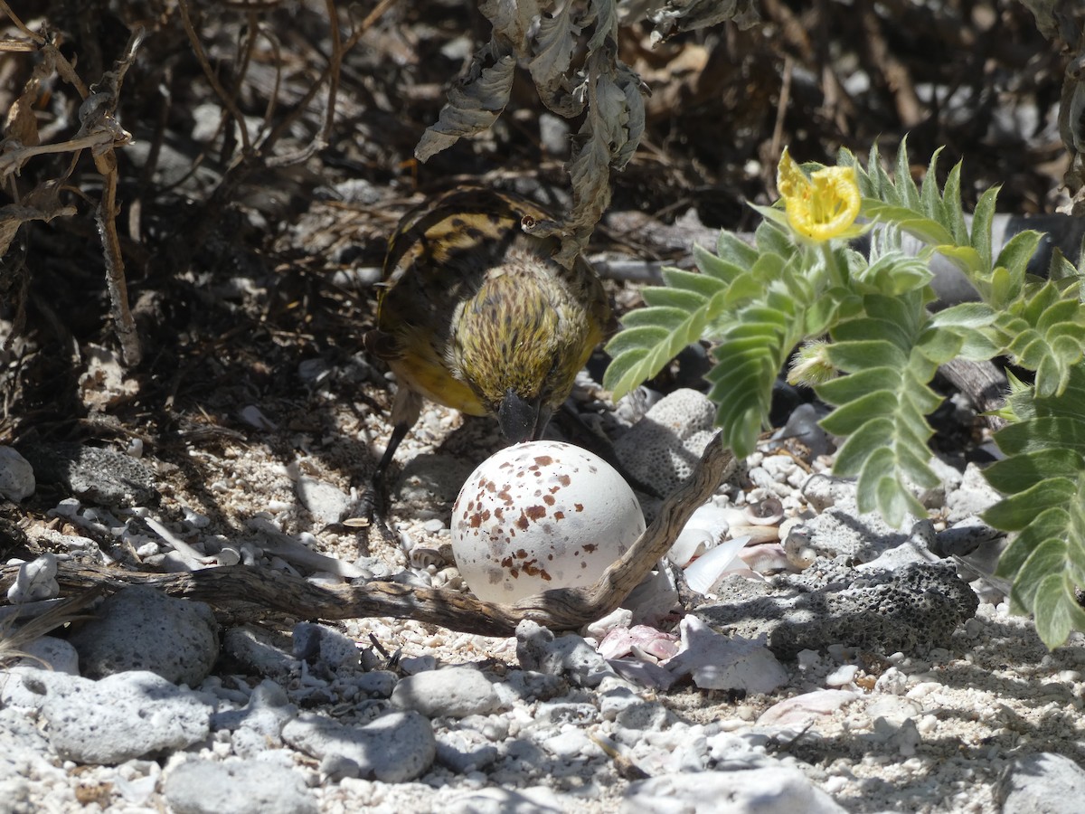 Laysan Finch - ML393781141