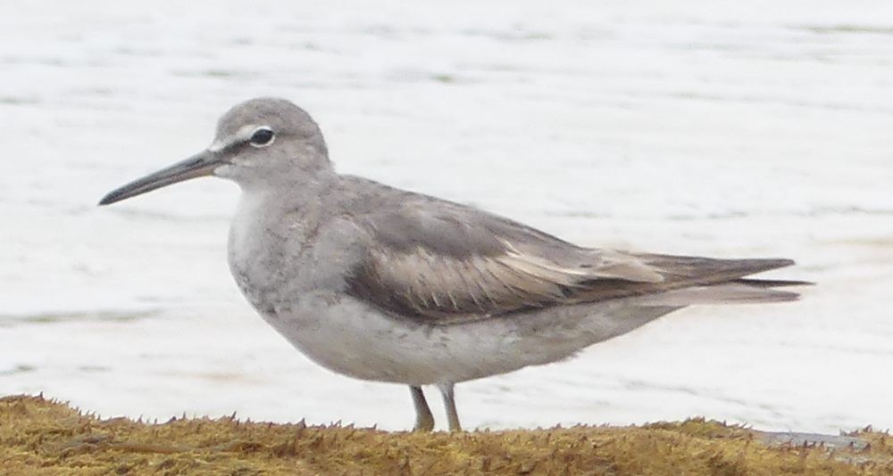 Gray-tailed Tattler - ML393781201