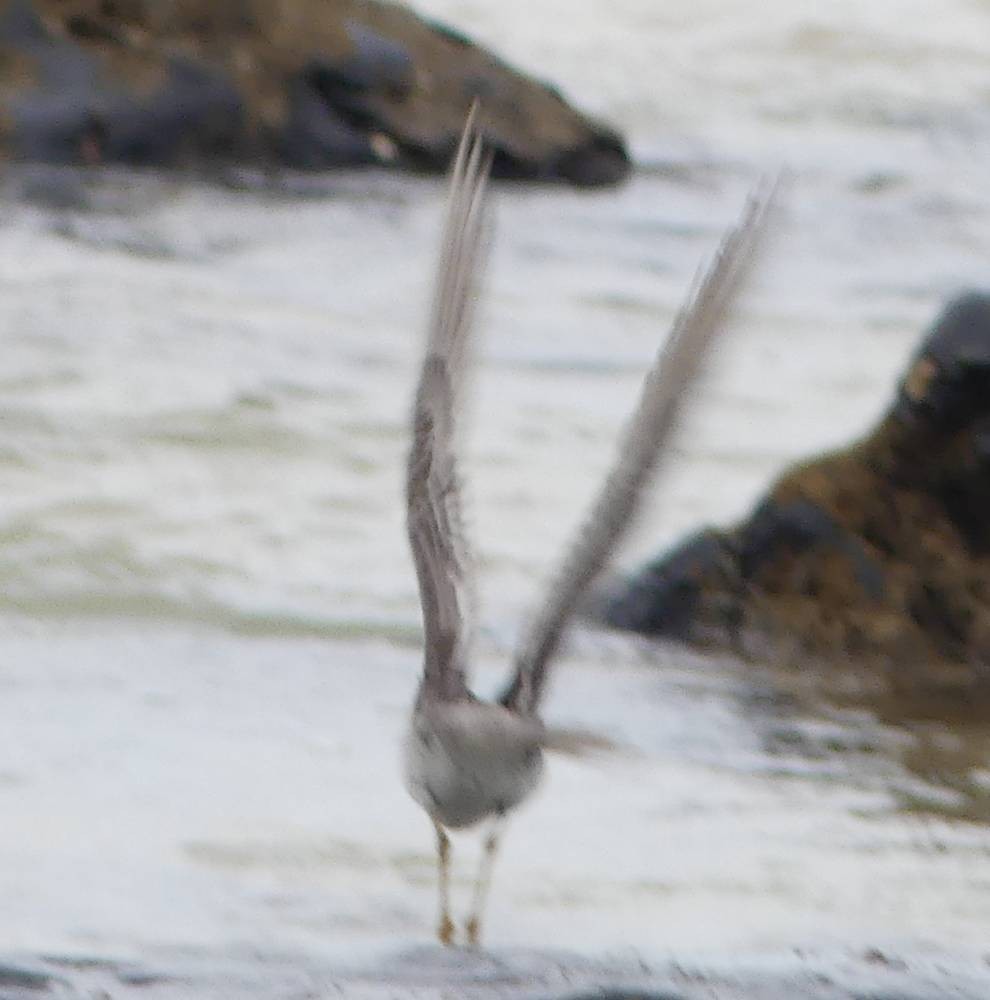 Gray-tailed Tattler - ML393781221